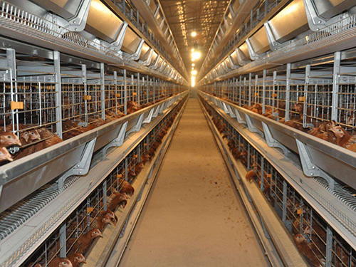 貴州層疊式蛋雞養殖設備